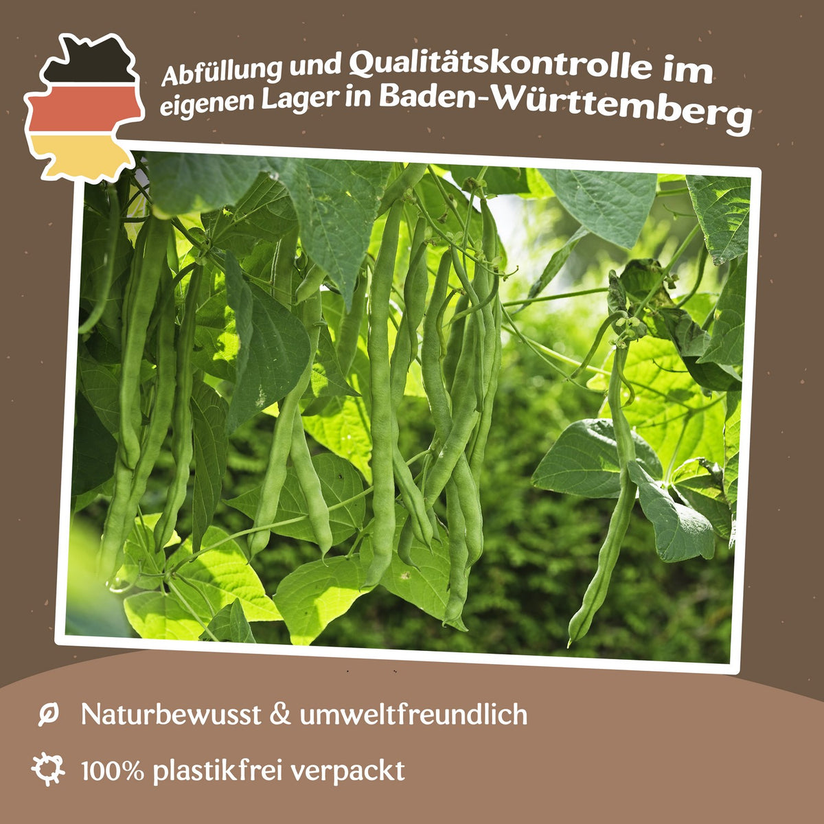 Stangenbohne Mombacher Speck Samen