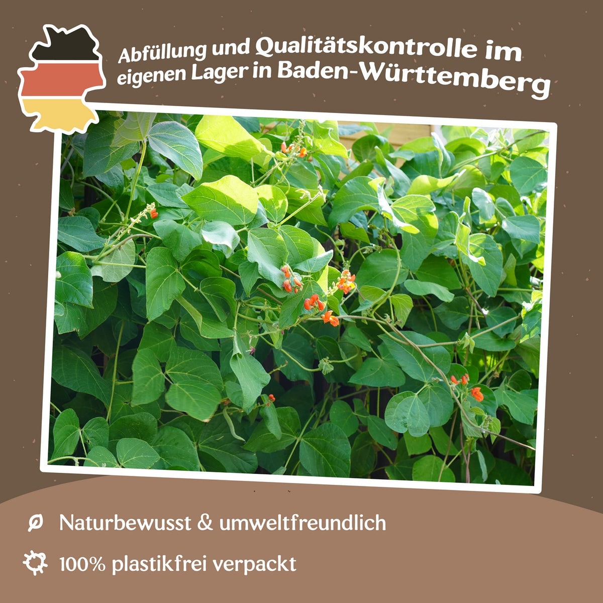 Feuerbohne Prizewinner Samen