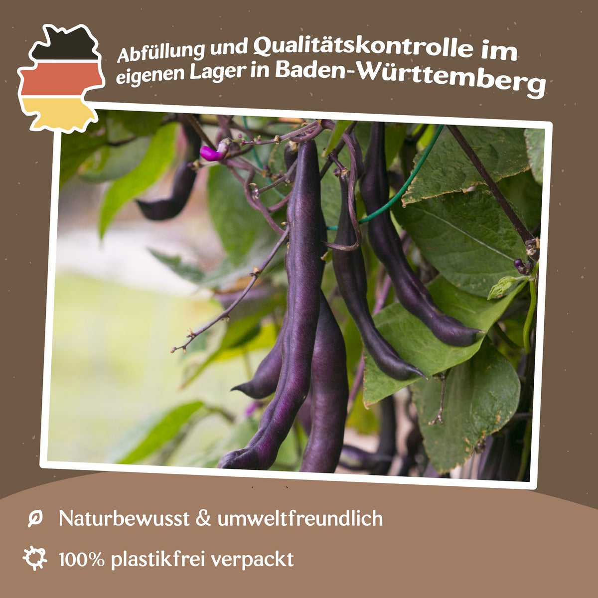 Buschbohne Purple Queen Samen