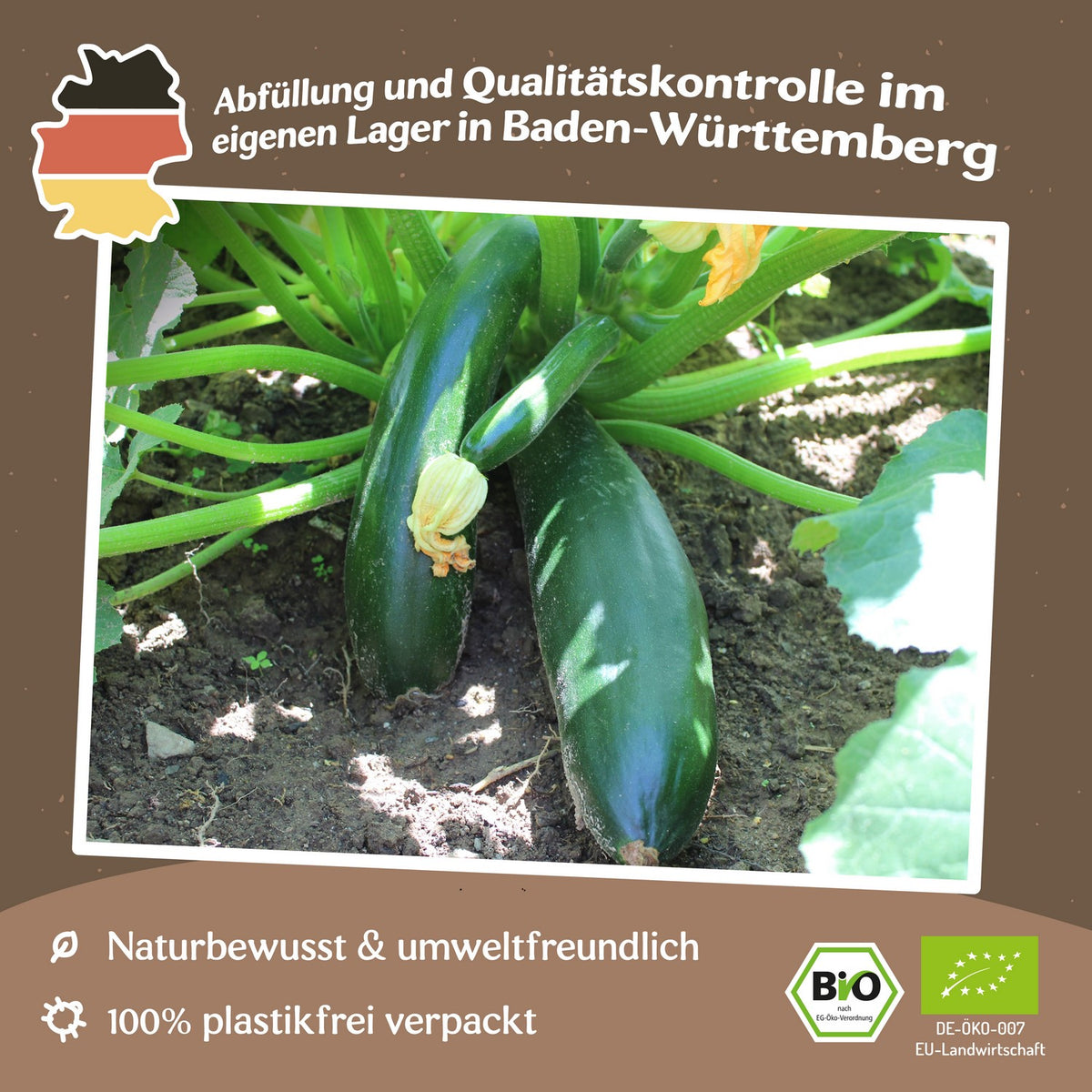 Bio-Zucchini Black Beauty Samen