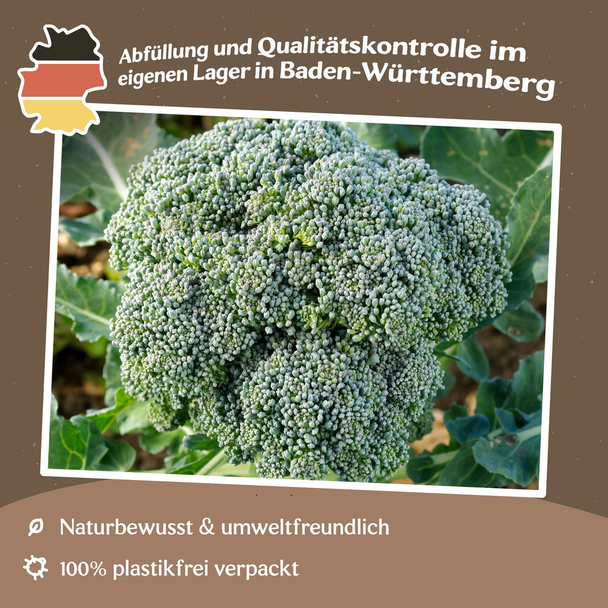 Broccoli Ramoso calabrese Samen