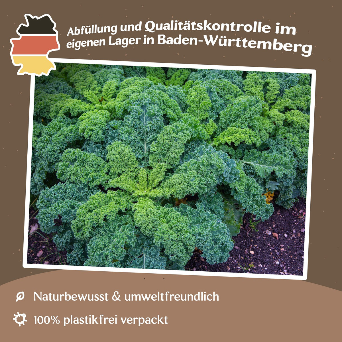 Grünkohl Niedriger Grüner Krauser Samen