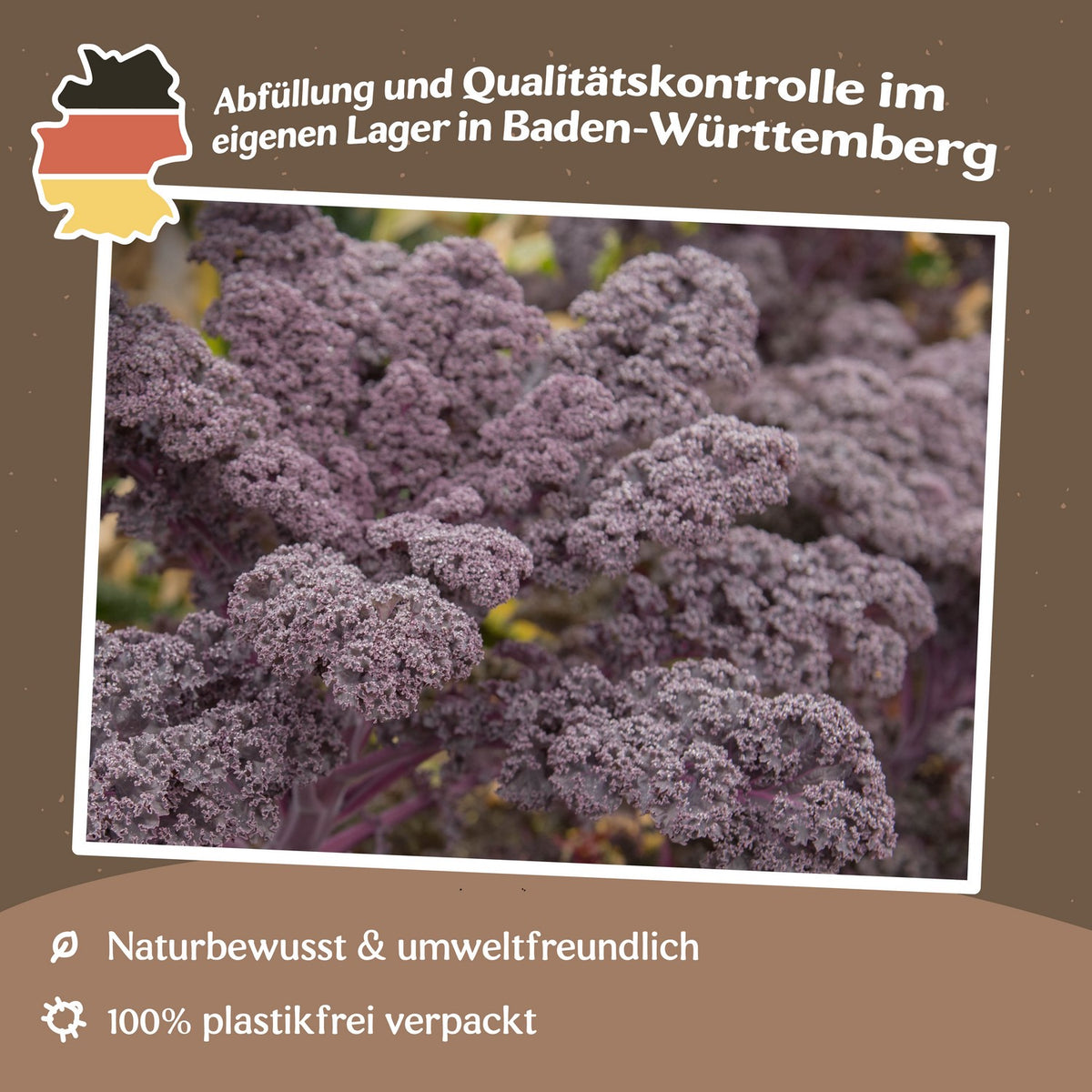 Grünkohl Scarlet Samen