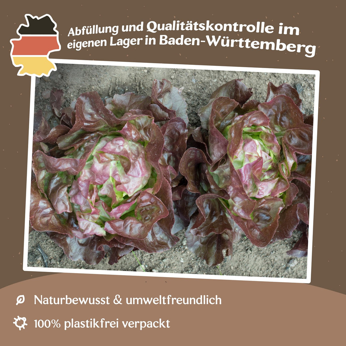 Kopfsalat Edox Samen