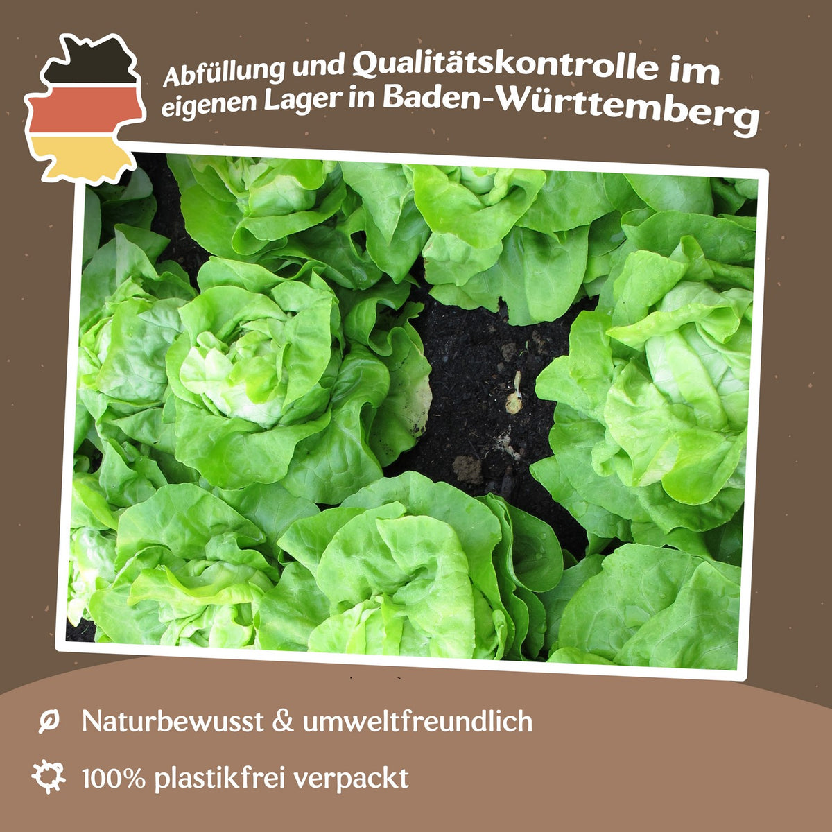 MHD 06/26 Kopfsalat Quattro Stagioni Samen