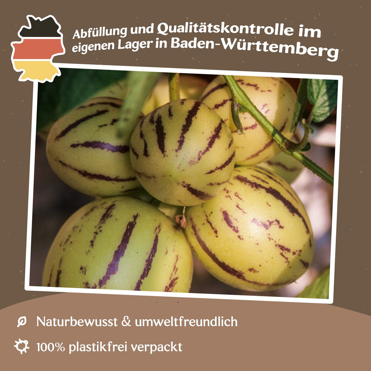 Melonenbirne Pepino Samen