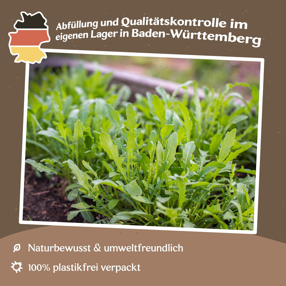 Rucola Wilde Rauke Samen