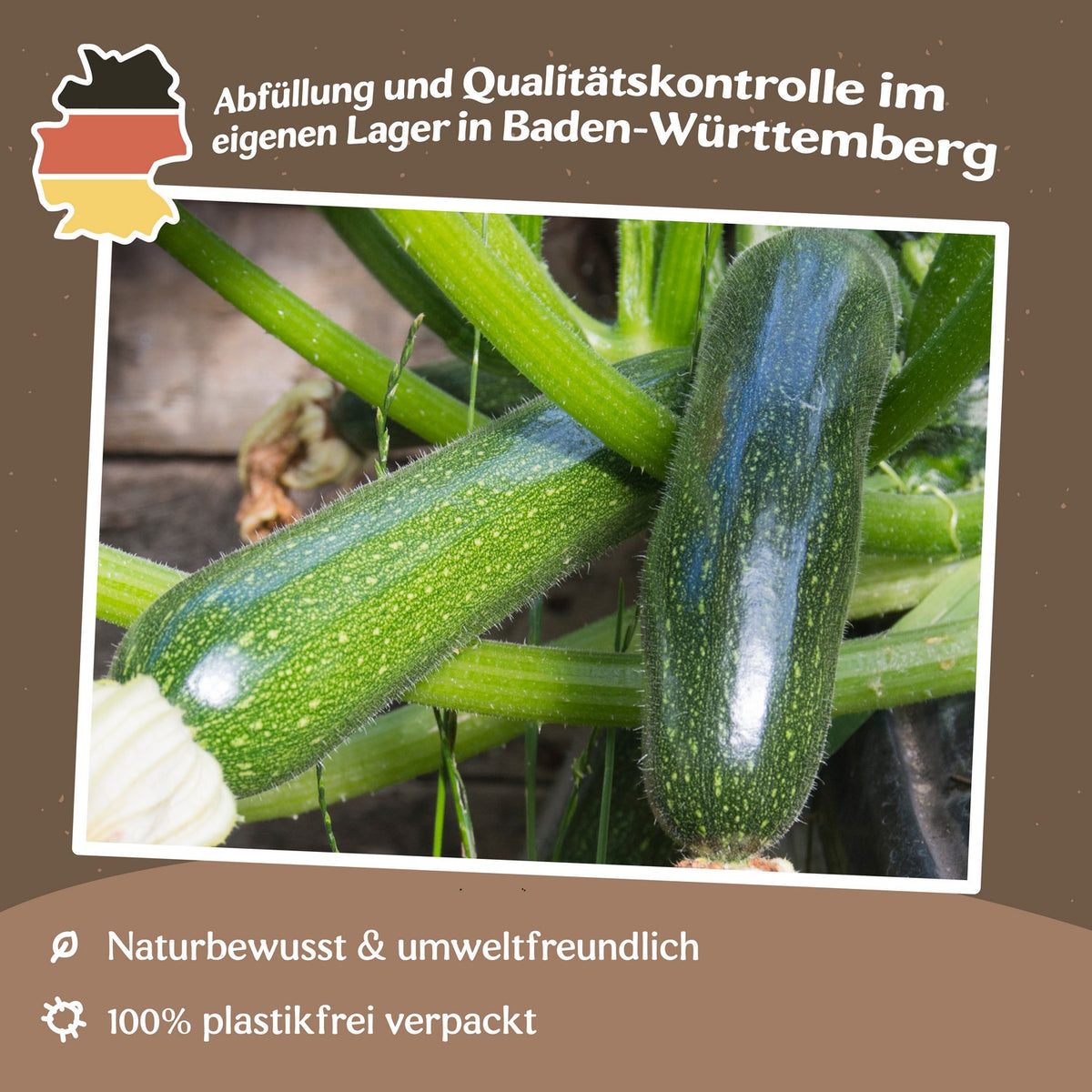 Zucchini Black Forest F1 Samen