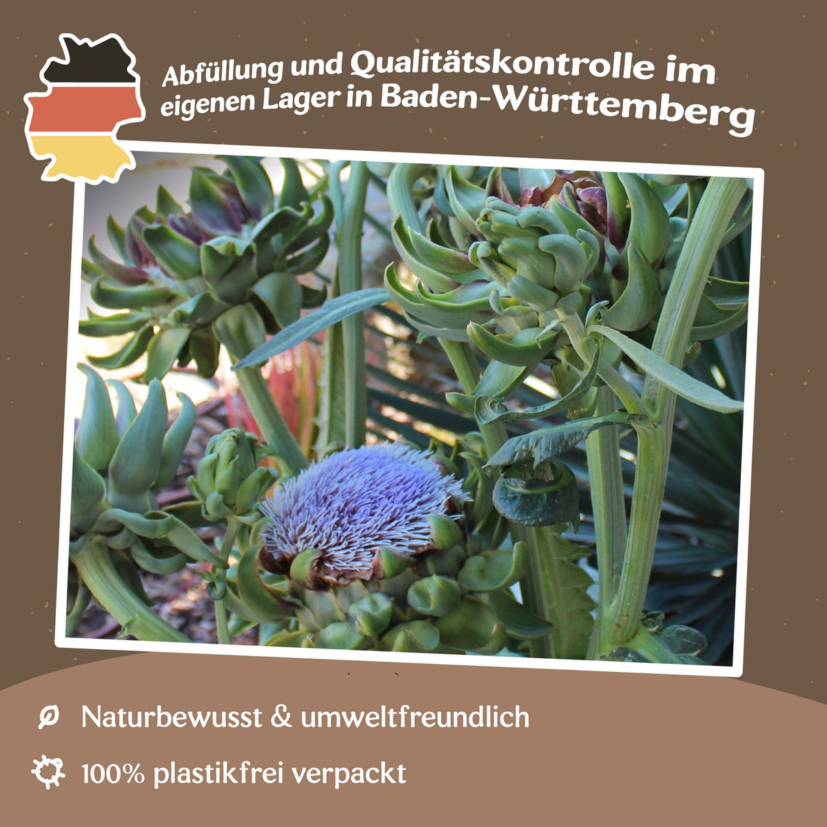 Artischocke Green Globe Samen