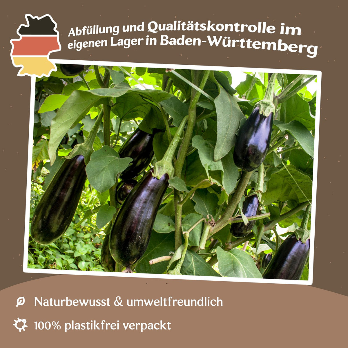 Aubergine Black Beauty Samen