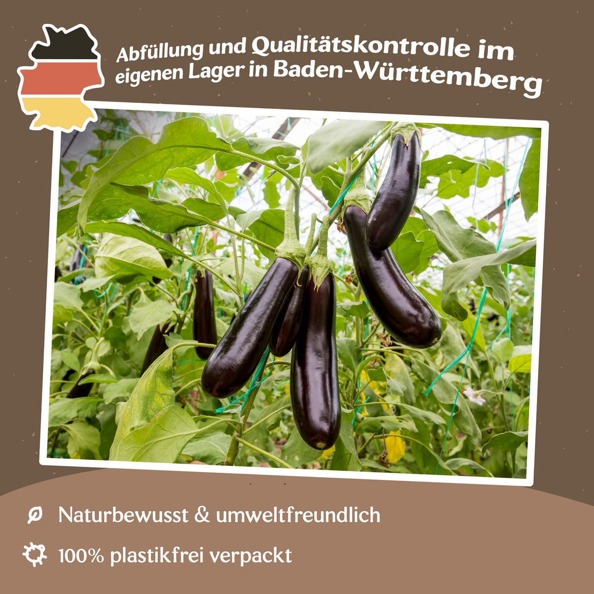 Aubergine Early Long Purple 3 Samen