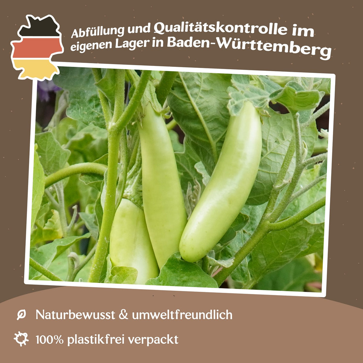 MHD 06/26 Aubergine Green Knight F1 Samen