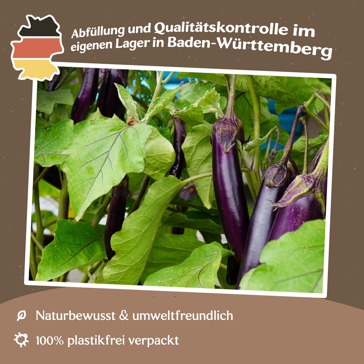 Aubergine Violet Knight F1 Samen