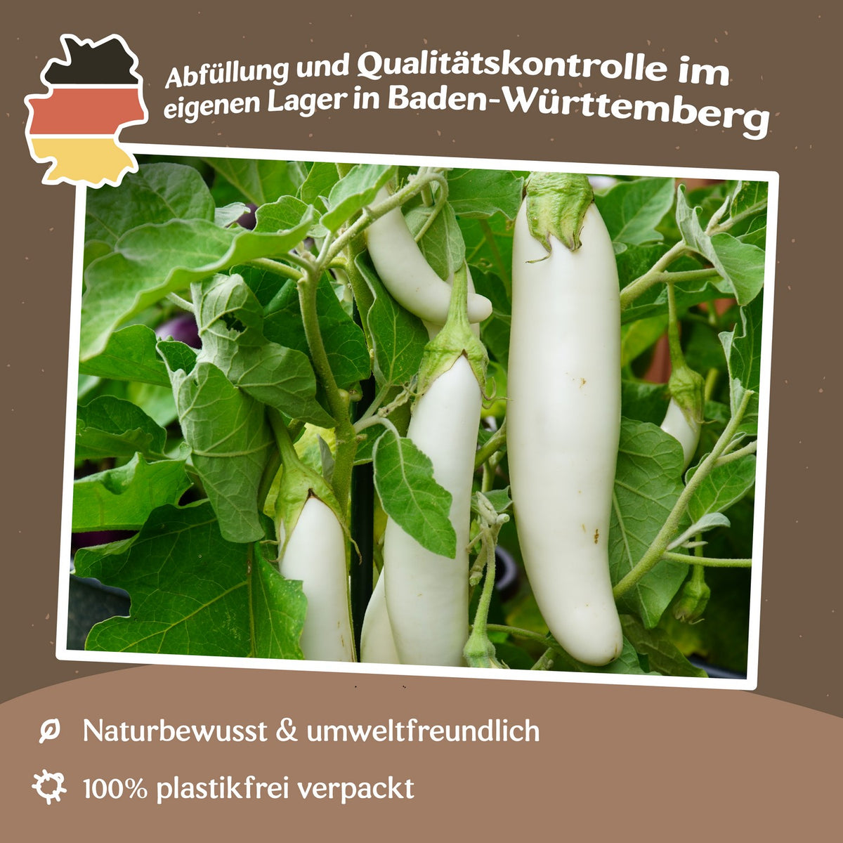 MHD 06/26 Aubergine White Knight F1 Samen