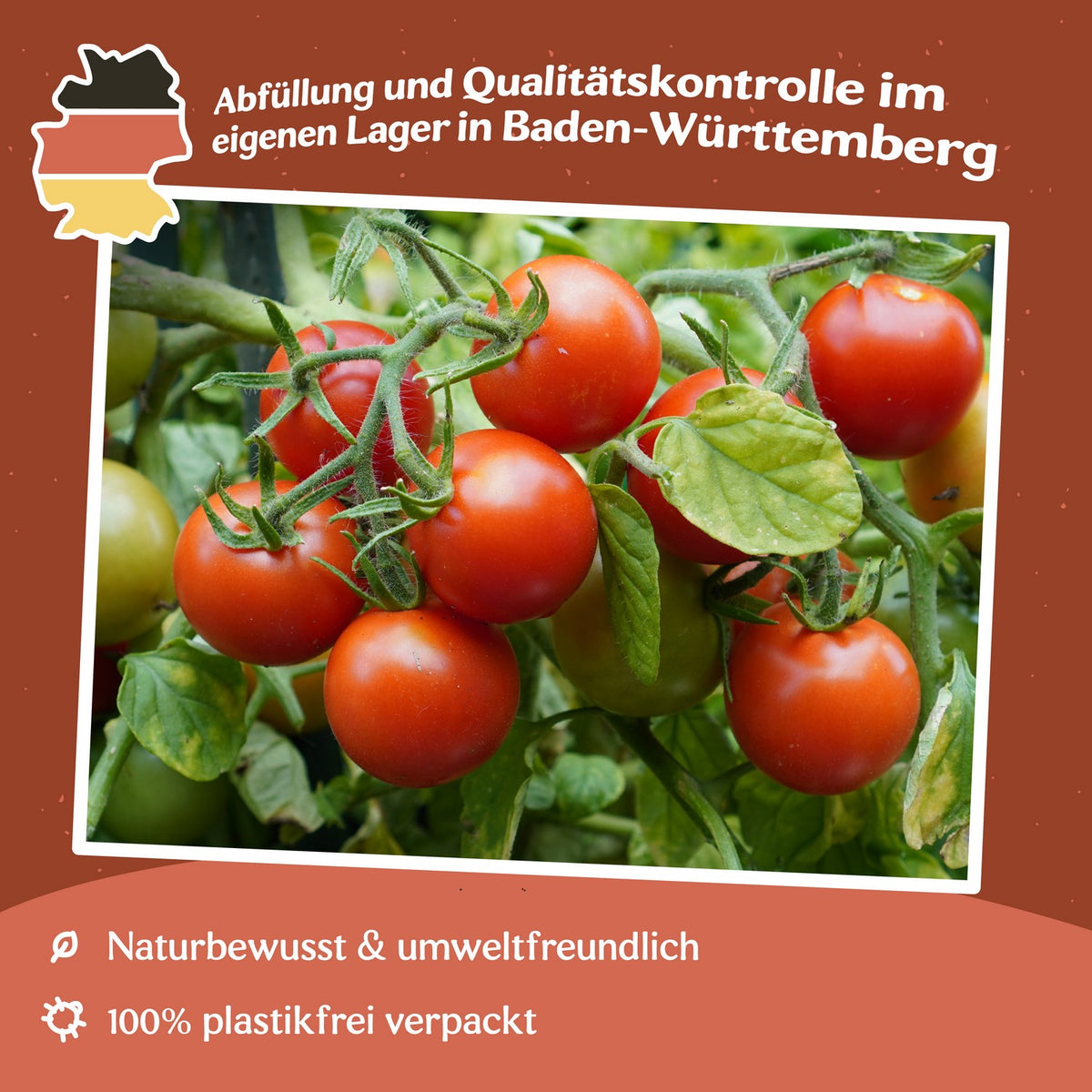 Maskotka Tomatensamen