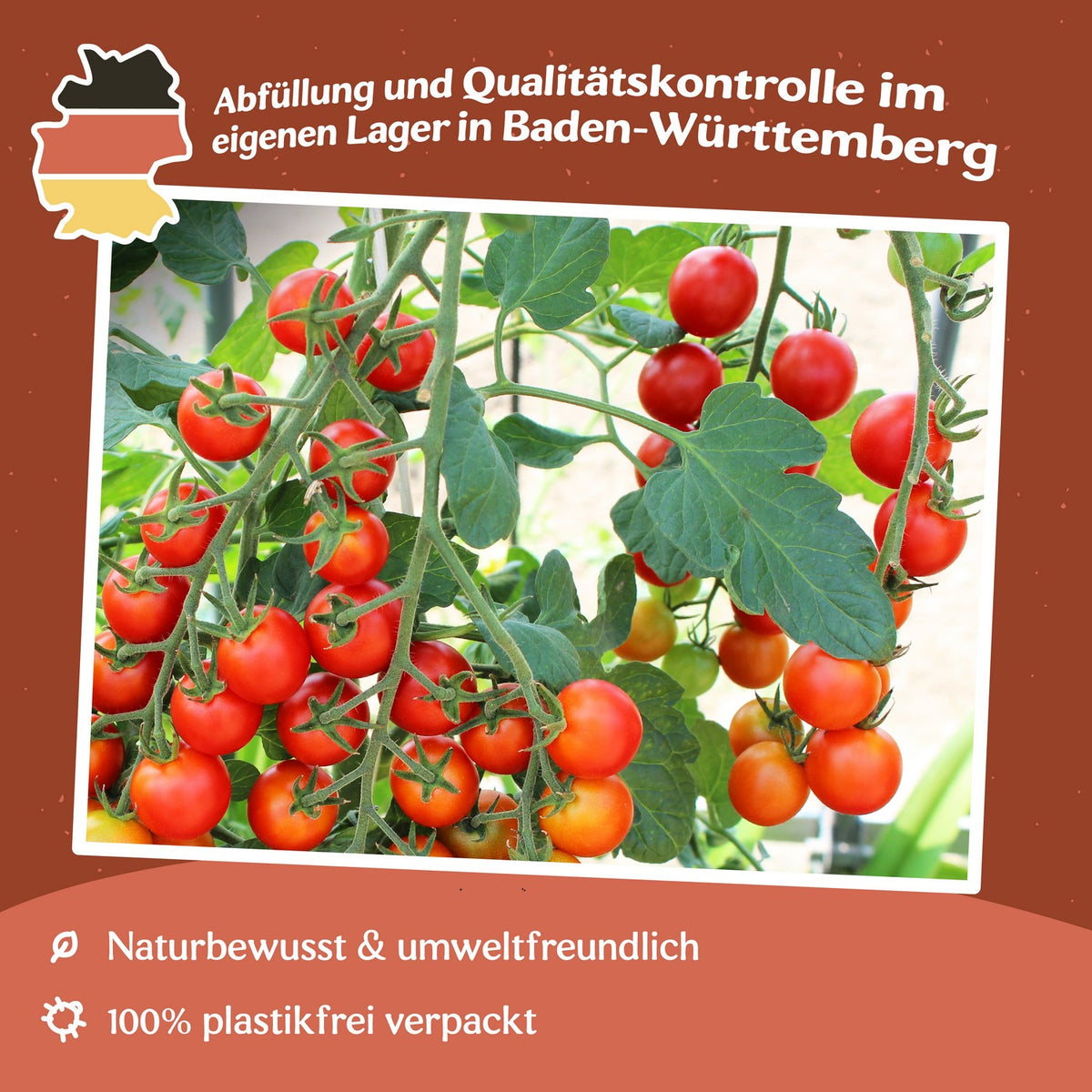 Cherry Falls F1 Tomatensamen