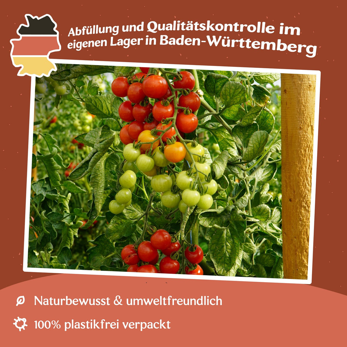 Consuelo F1 Tomatensamen