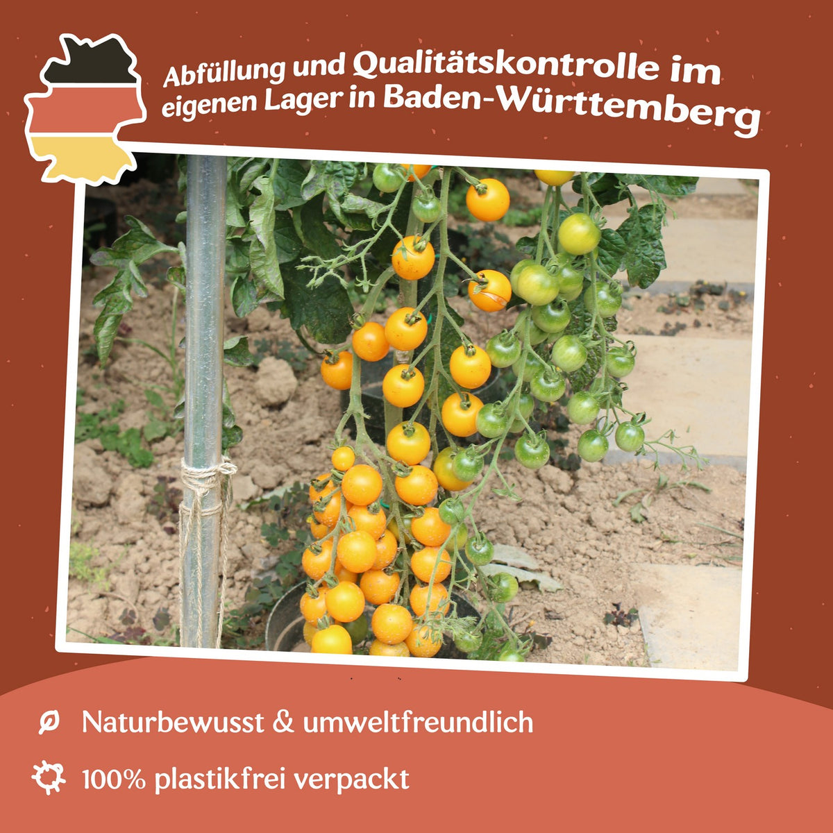 Goldkrone Tomatensamen