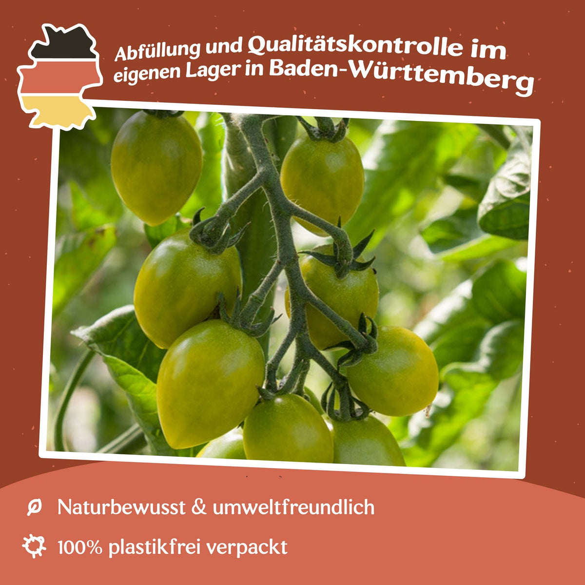 Green Envy Tomatensamen