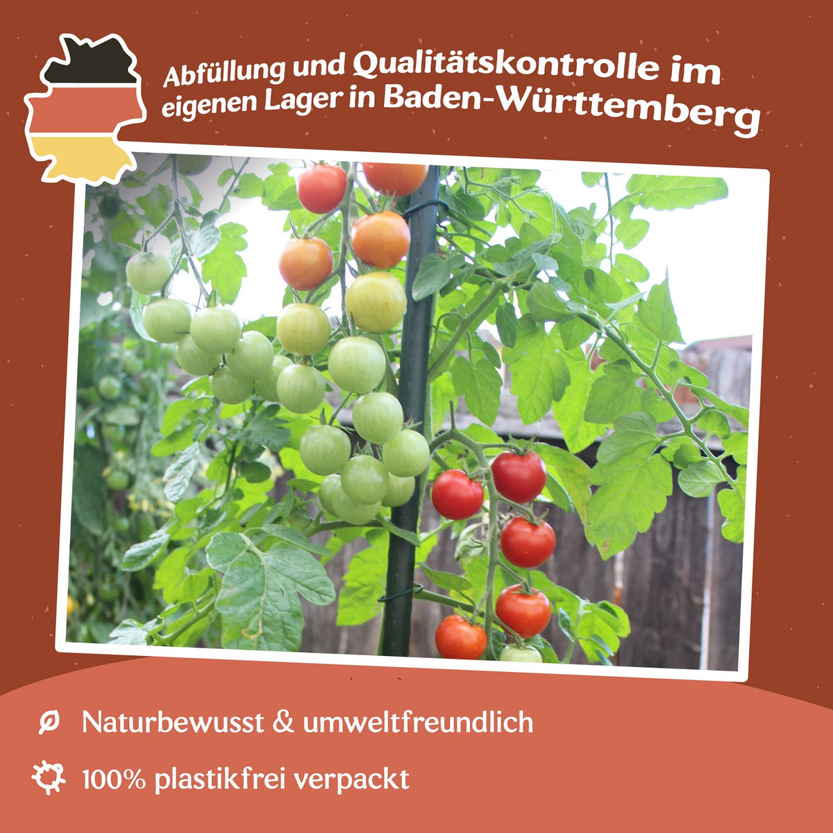 Pokusa Tomatensamen