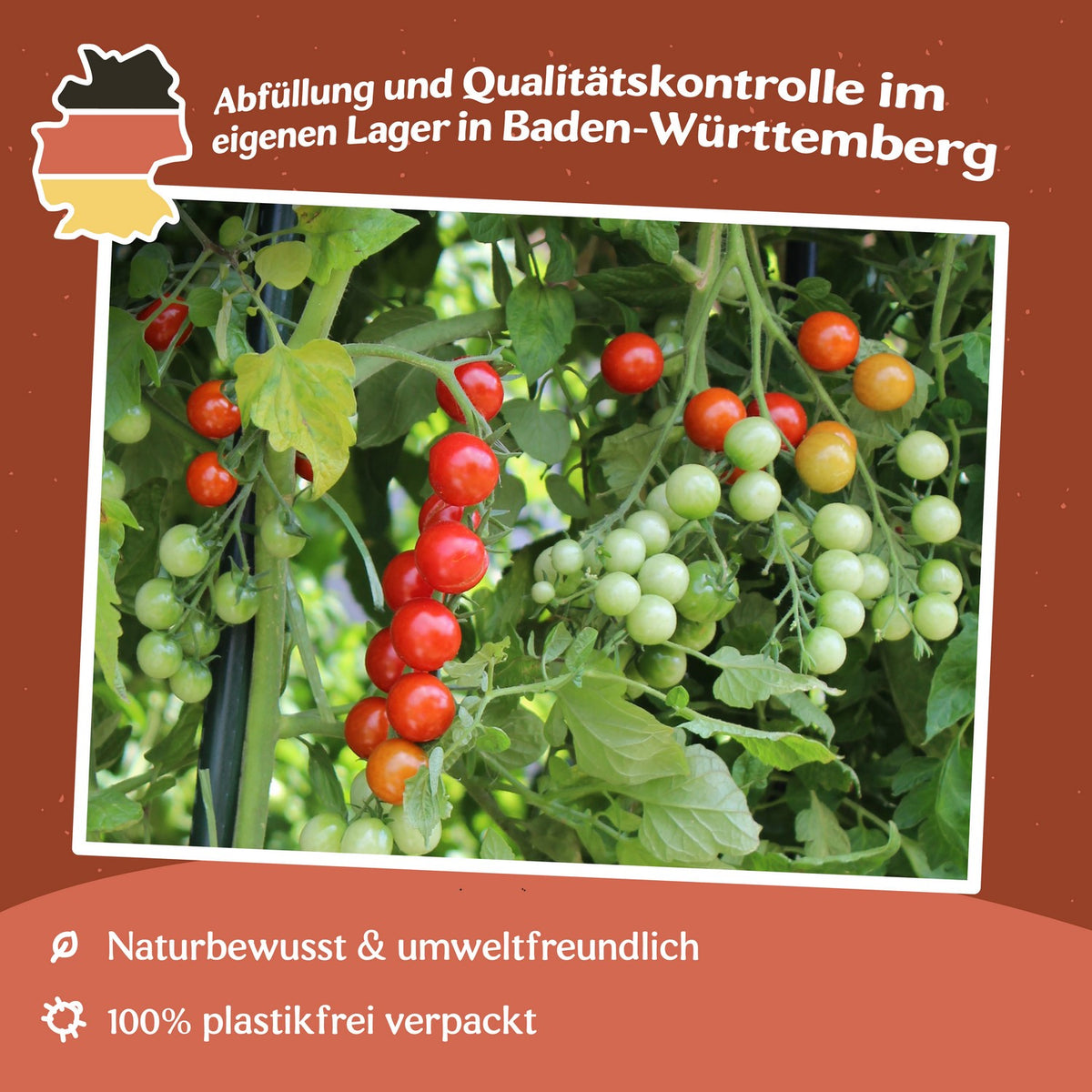 Rubinka Tomatensamen