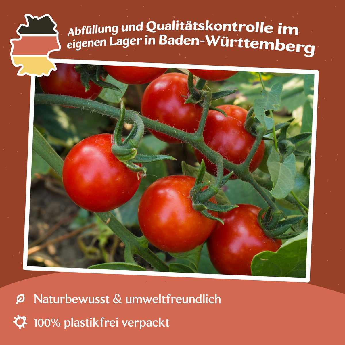 Rubylicious F1 Tomatensamen