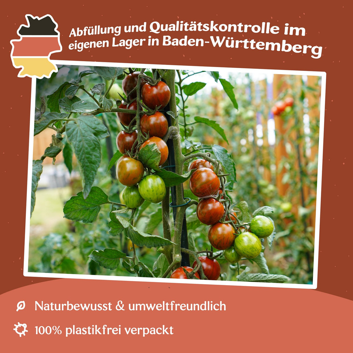 Tigrino Tomatensamen