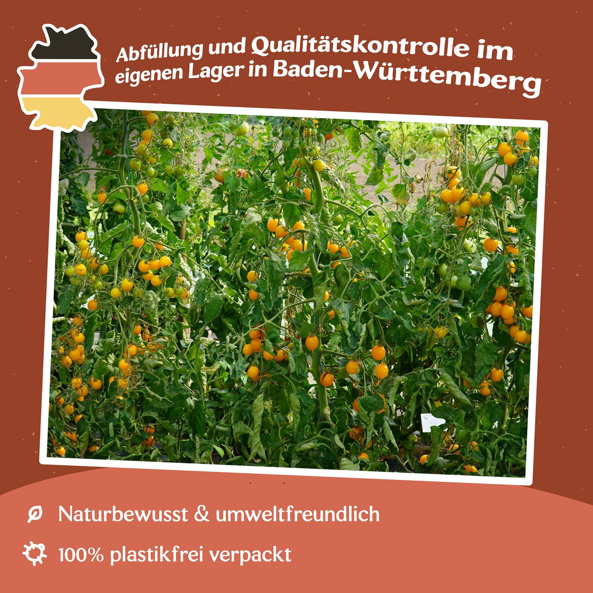 Golden Pearl F1 Tomatensamen