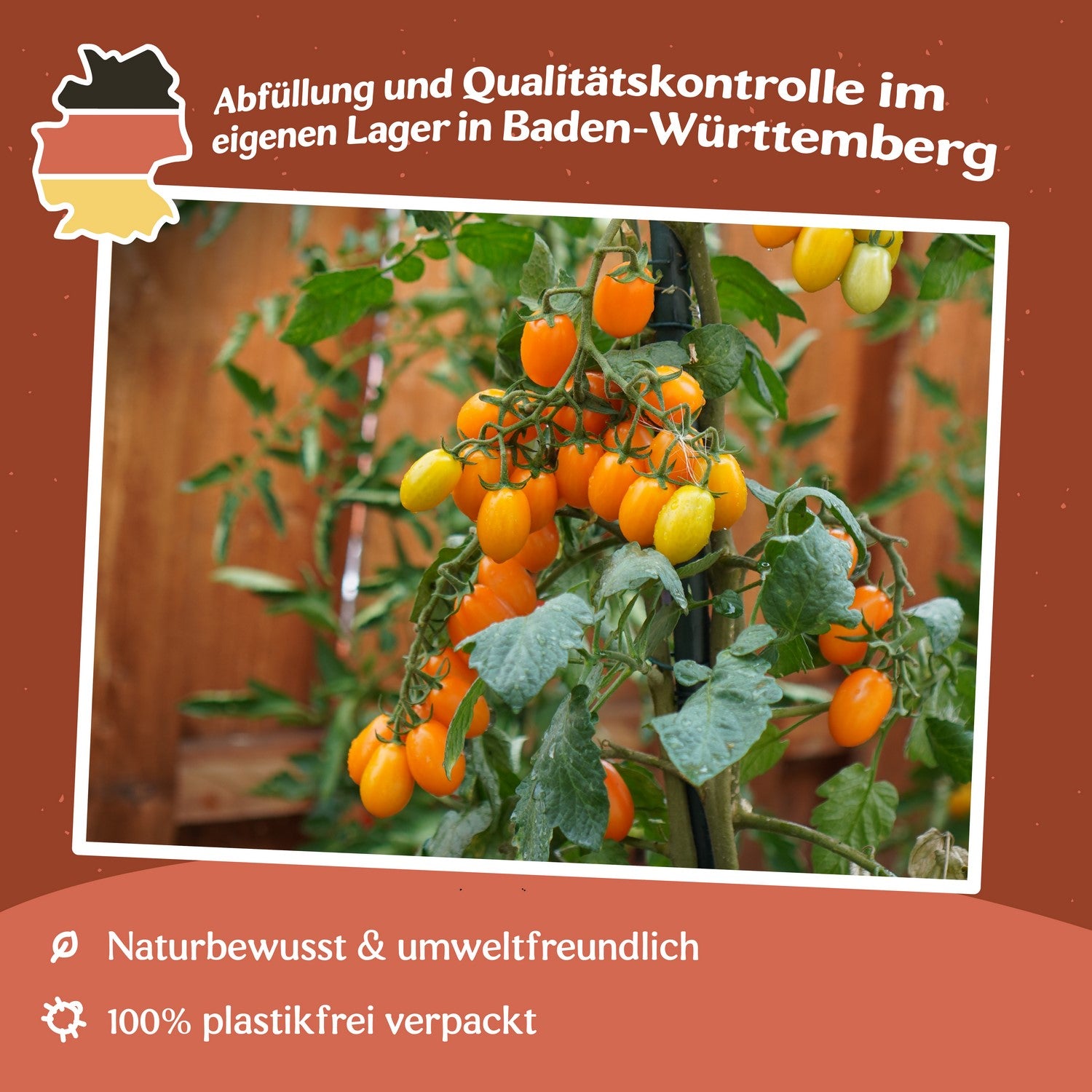 Vilma Tomatensamen
