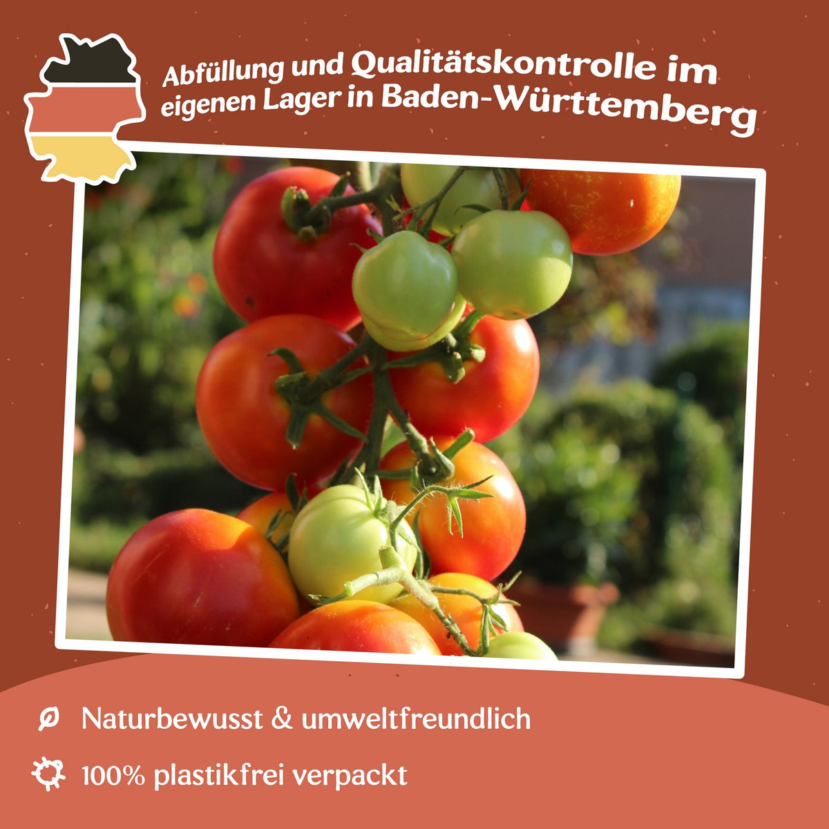 Moneymaker Tomatensamen