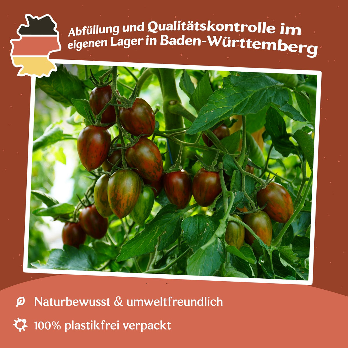 Shimmer F1 Tomatensamen