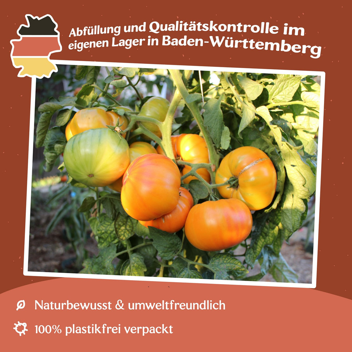 Ananas Tomatensamen