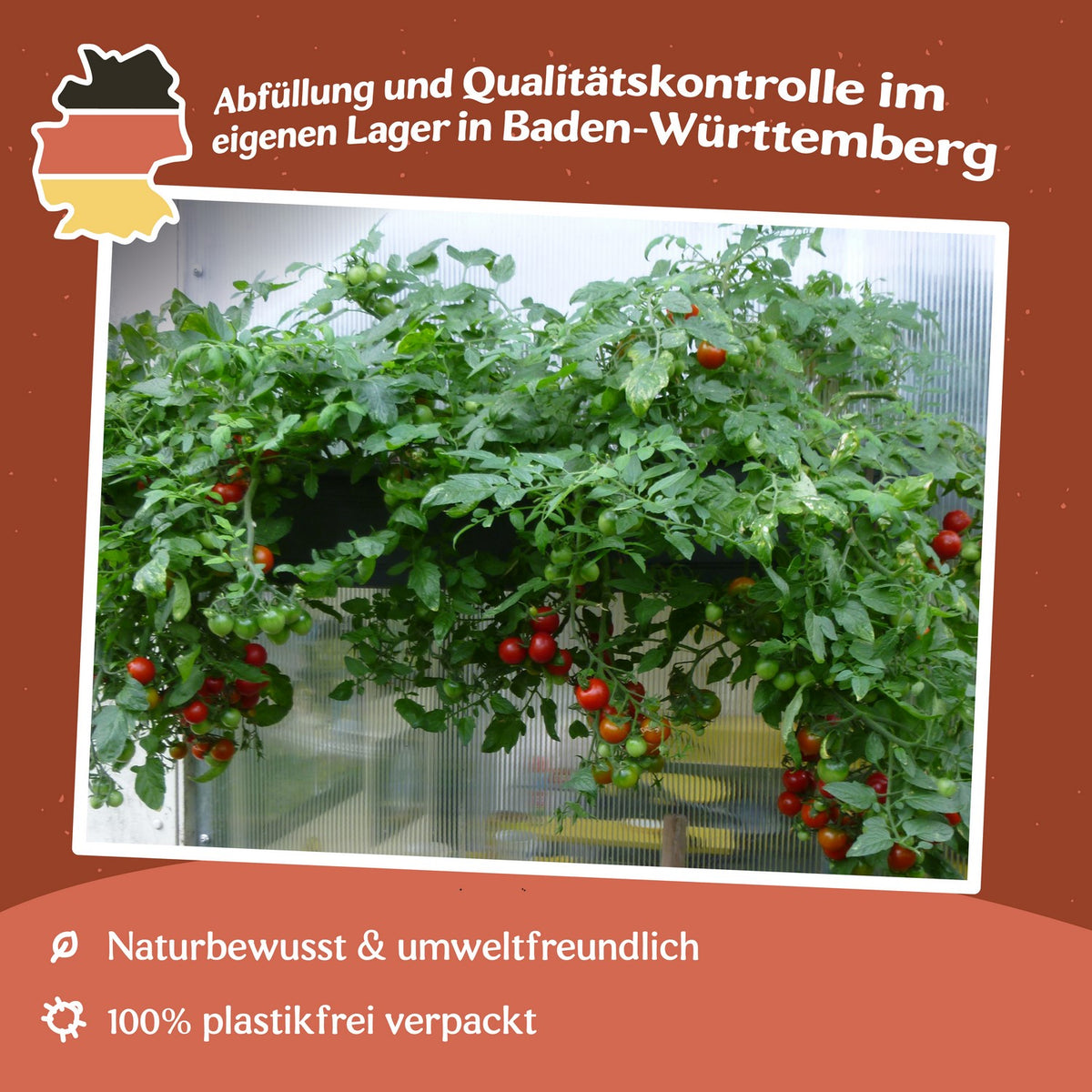 Tumbling Tom rot Tomatensamen