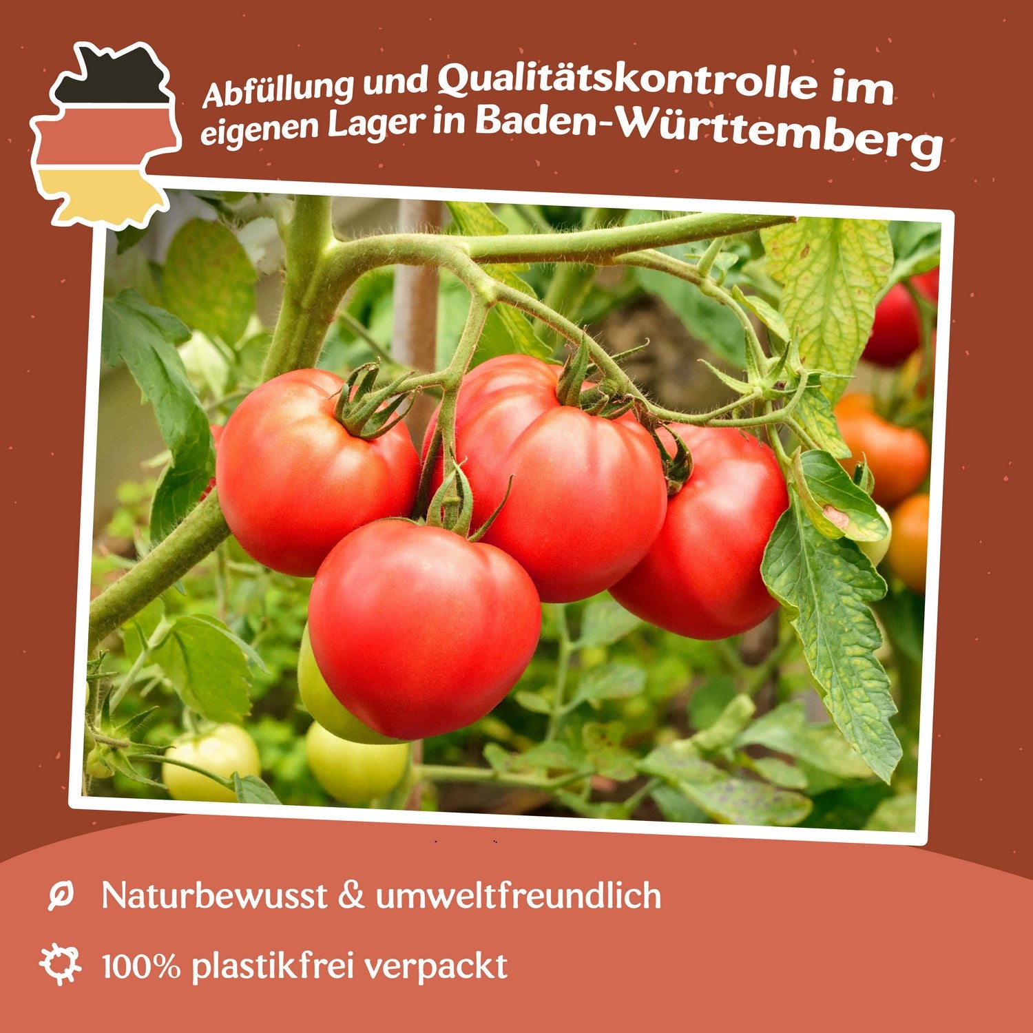 Vilma Tomatensamen