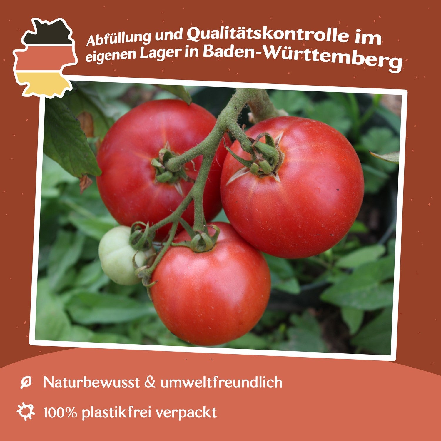Vilma Tomatensamen