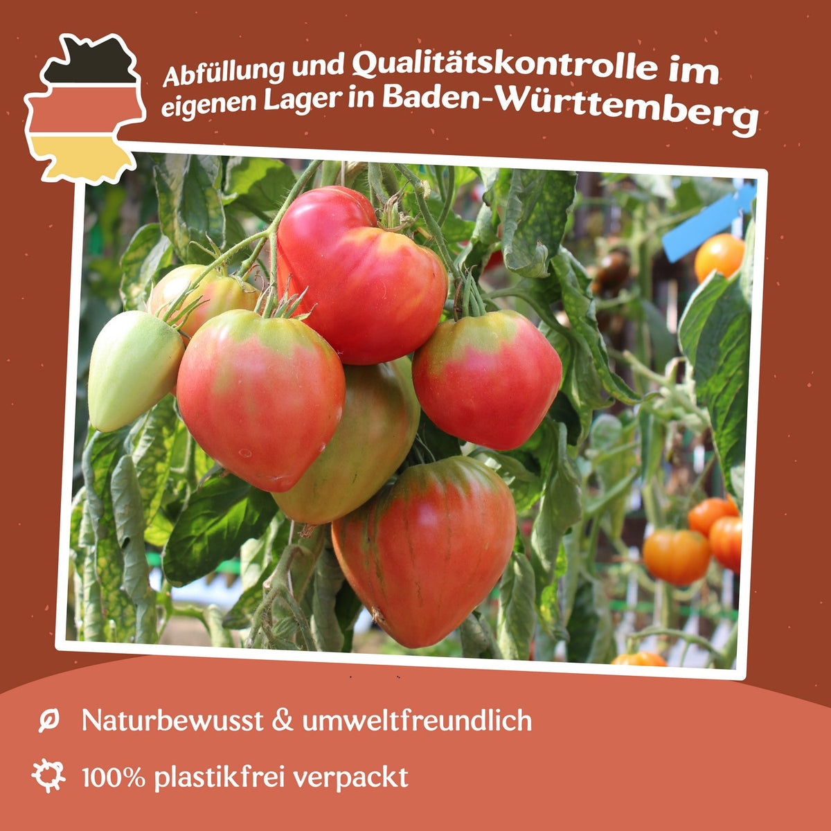 Herodes Tomatensamen