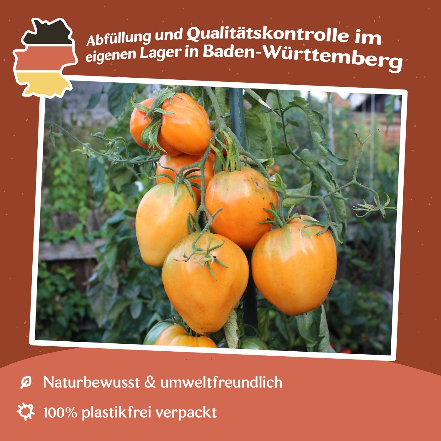 Vilma Tomatensamen