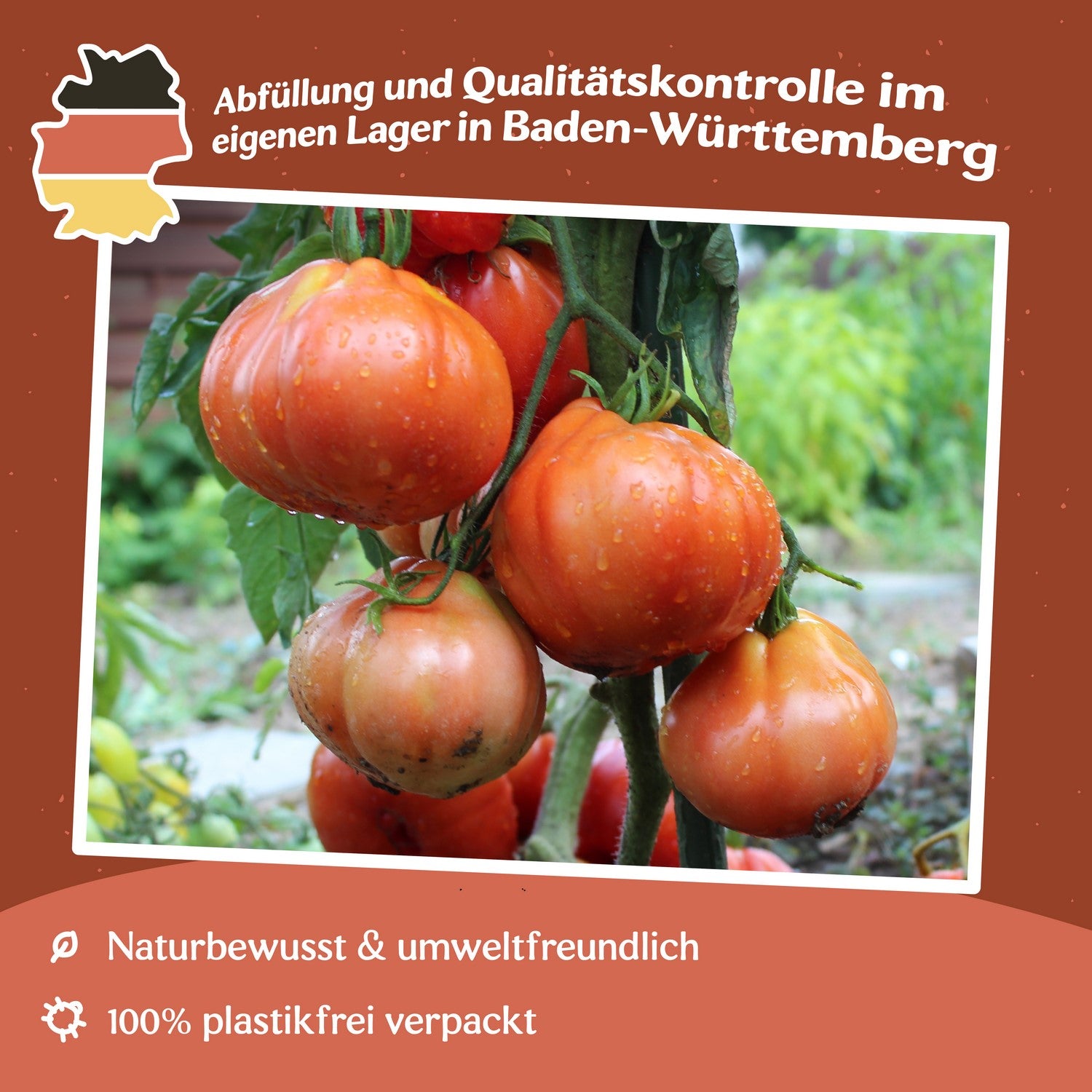 Vilma Tomatensamen