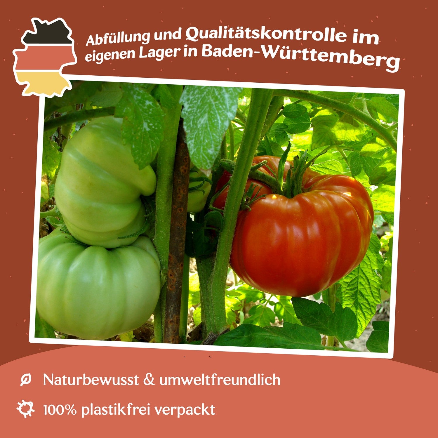 Vilma Tomatensamen