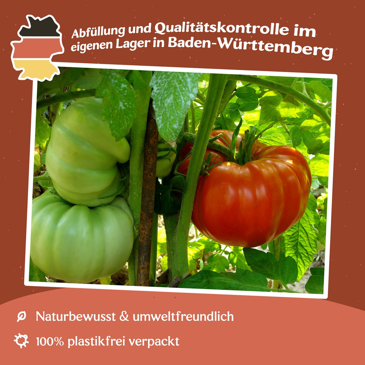 Russe (Rouge) Tomatensamen