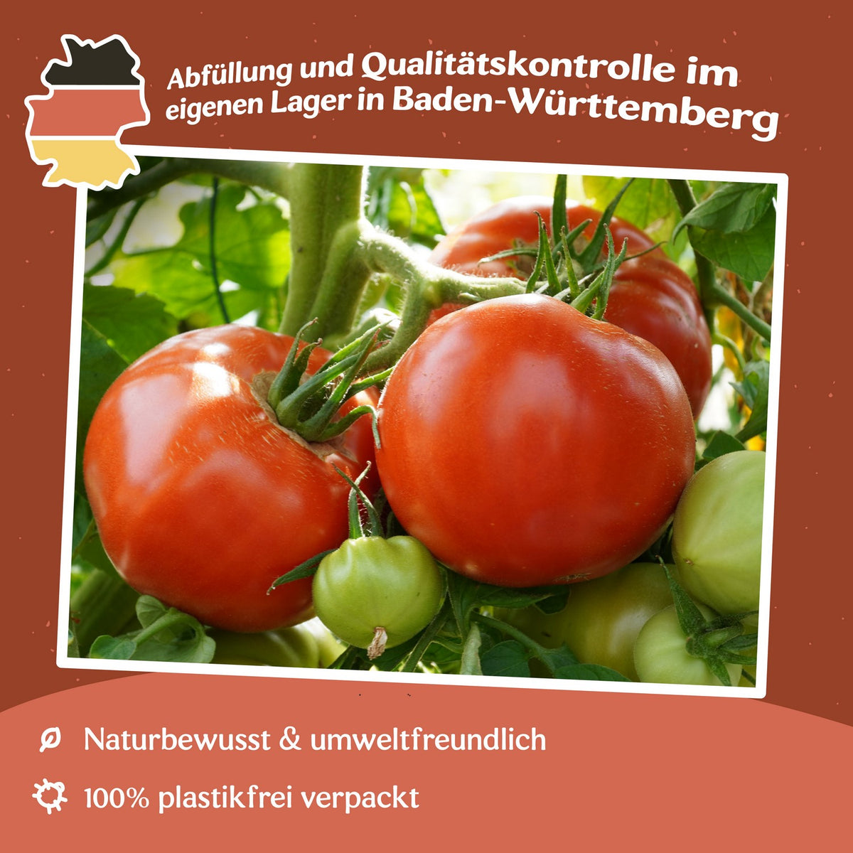 Supersteak F1 Tomatensamen