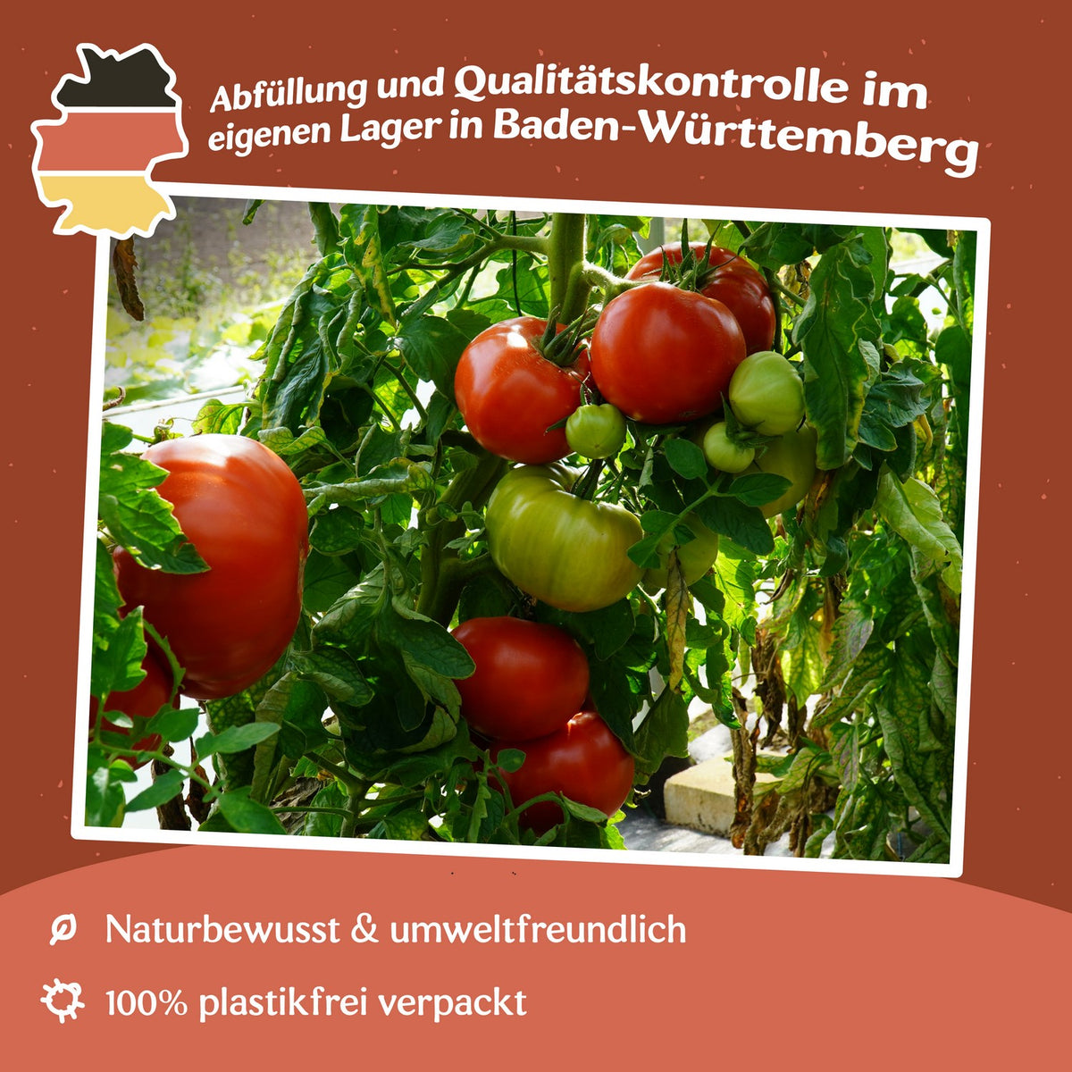 Gigantomo F1 Tomatensamen