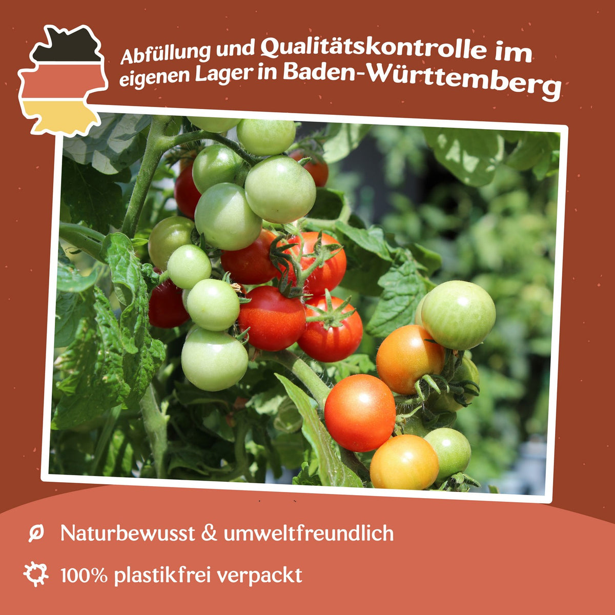 Veranda F1 Tomatensamen