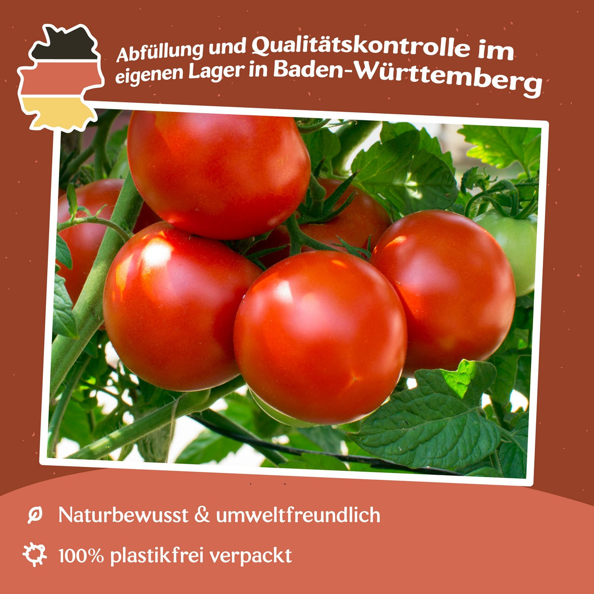 Dalimil Tomatensamen