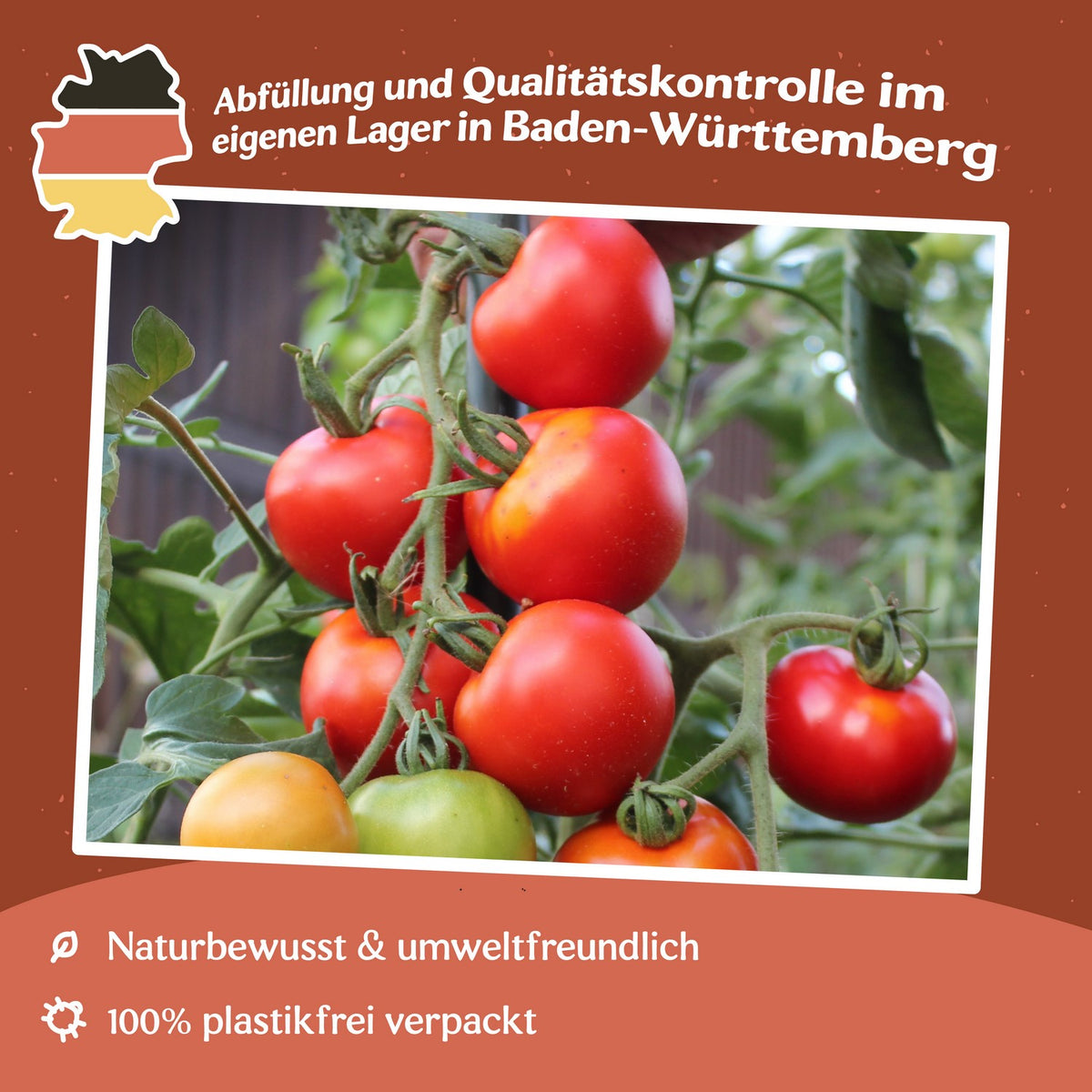 Harzfeuer F1 Tomatensamen