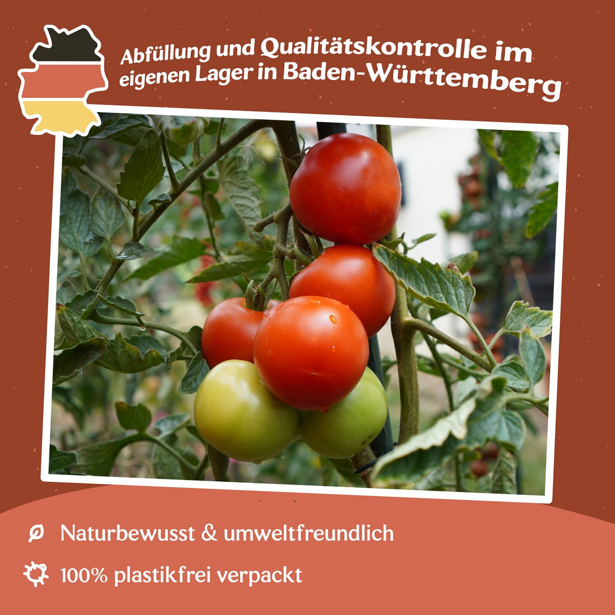 Hellfrucht/Hilmar  Tomatensamen