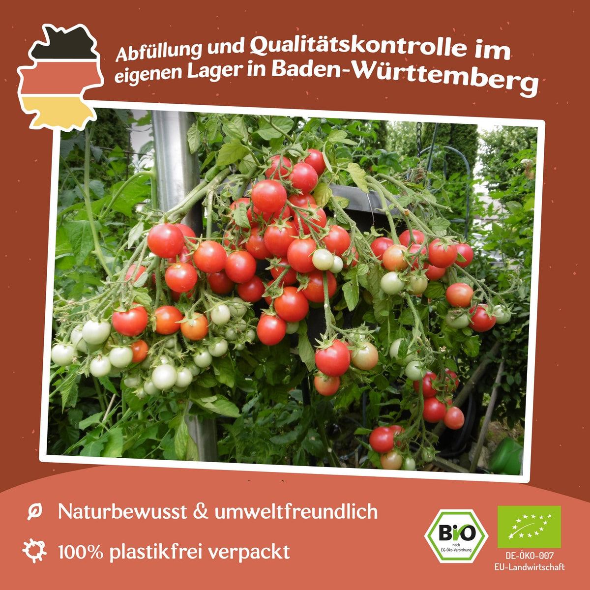 Ampeltomate Himbeerfarbige Bio-Tomatensamen