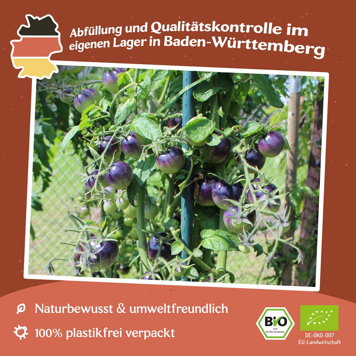 Bosque Blue Bio-Tomatensamen