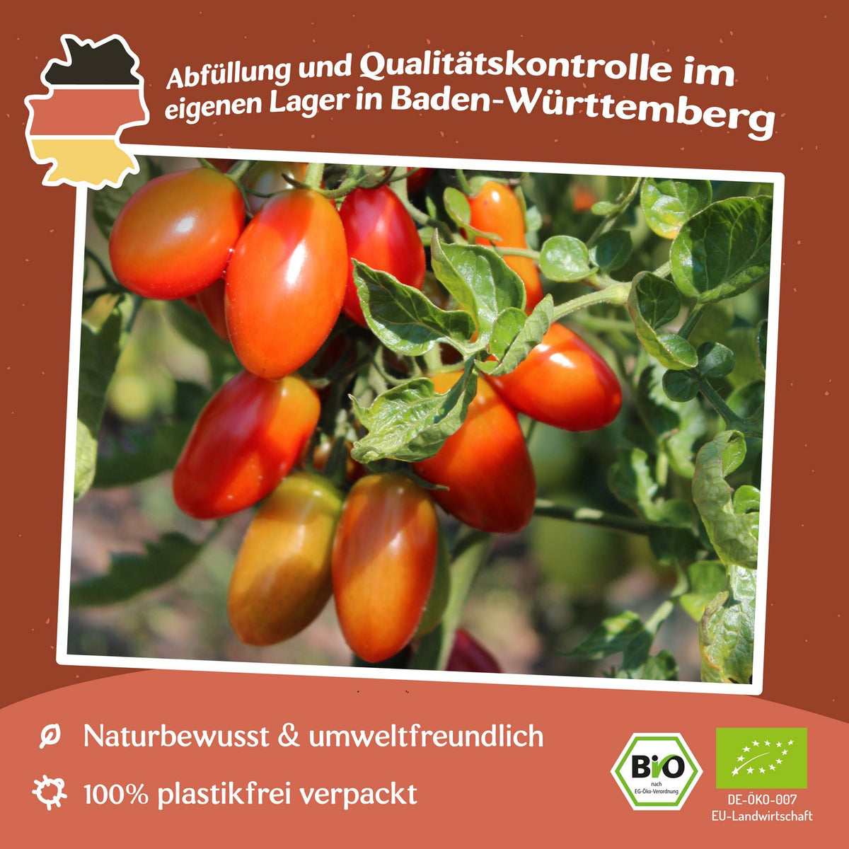 Celsior Bio-Tomatensamen