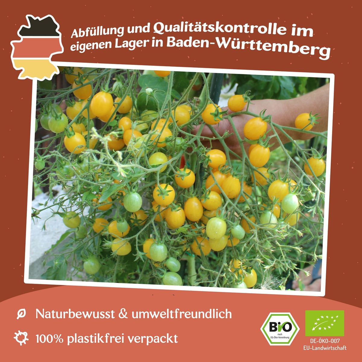 Slivowidnij Bio-Tomatensamen